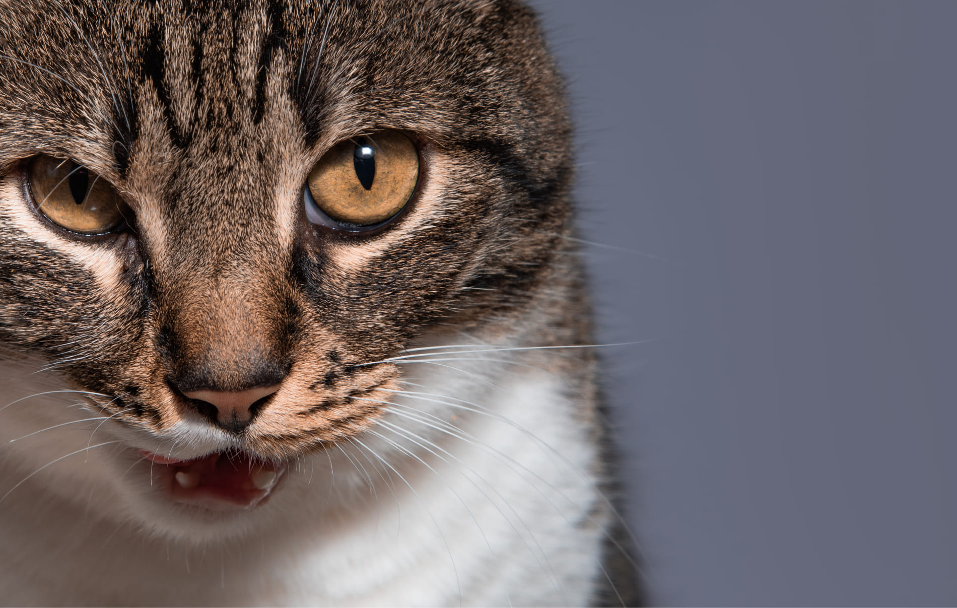 Katze atmet schnell: Woran kann es liegen?